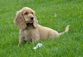English Cocker Spaniel Puppy Pictures