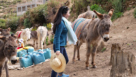 Donkey, Isla del Sol, Lago Titicaca, Bolivia