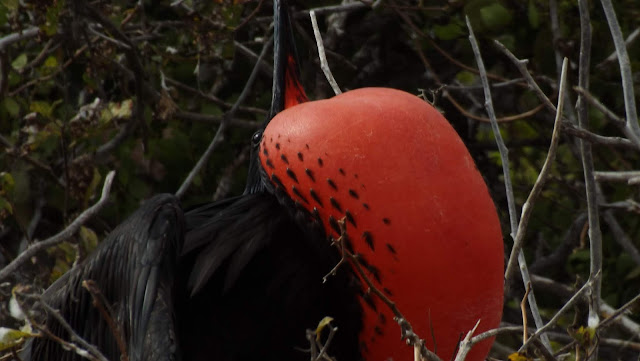 Fragata macho en Isla Seymour Norte (Galápagos)