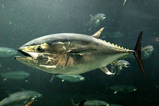 bluefin tuna