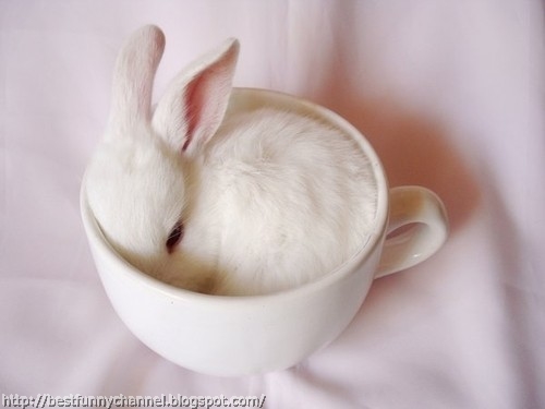 White bunny in a cup. 