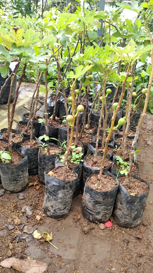 bibit tanaman buah tin merah cepat tumbuh samarinda Kalimantan Barat