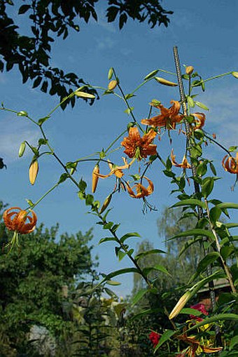 Лилия Генри (Lilium henryi)