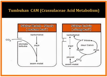Tumbuhan CAM (Crassulacean Acid Metabolism)  sharing is 