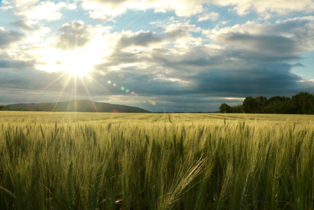 field-sun-nature-clouds-sunset