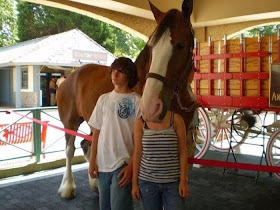 Funny animals of the week - 13 December 2013 (40 pics), horse photobomb