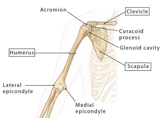 anatomi tulang lengan atas