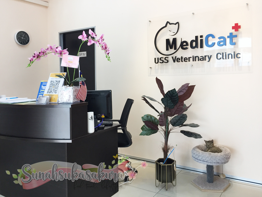 Shimmy Pergi MediCat+ USS Veterinary Clinic Taman Teratai