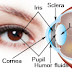 Human Eye Anatomy - Outer Parts of the Eye and It's Functions