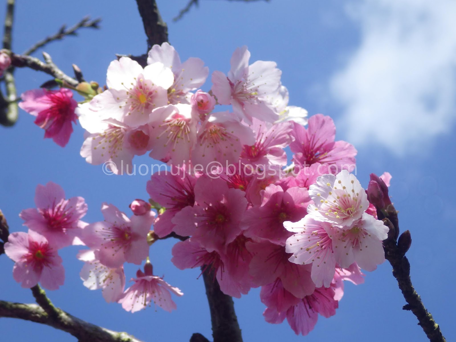 Taiwan cherry blossoms