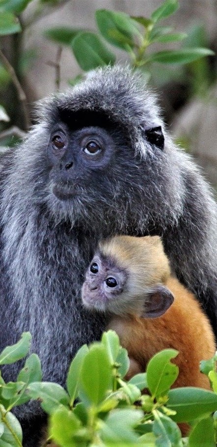 A lutung with her orange baby.