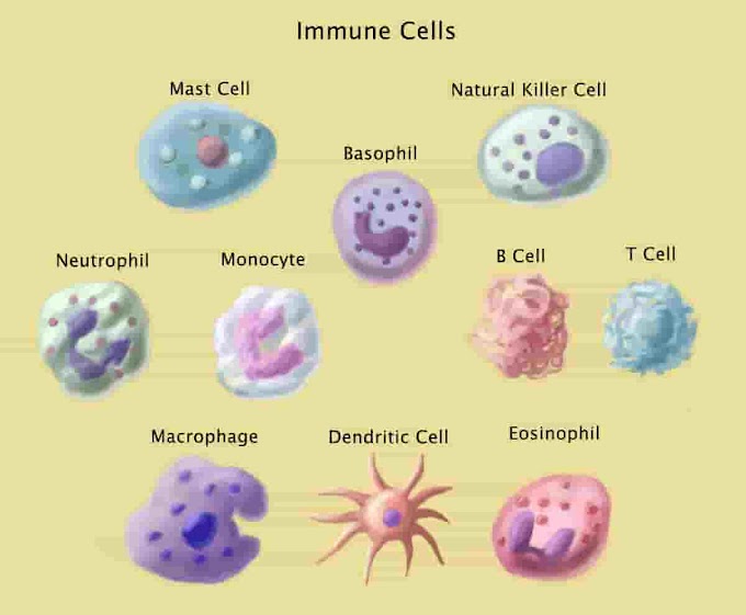 Como as células do sistema  imunológico são ativadas ?