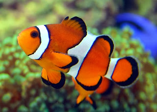 Clownfish Fishes World HD Images Free Photos
