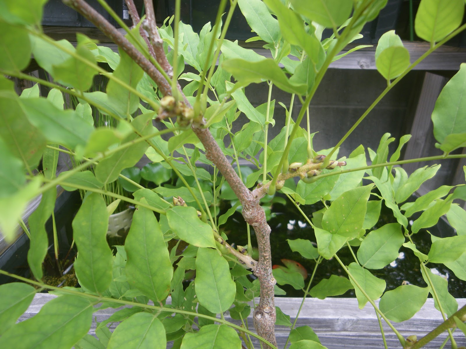 藤を取り木して 小さな鉢植えを作る メダカの大工