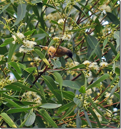 spinebill-blossom