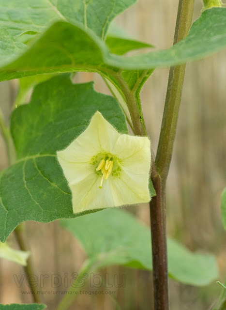 Alchechengi - Physalis alkekengi