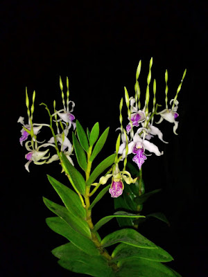 Dendrobium stratiotes care and culture