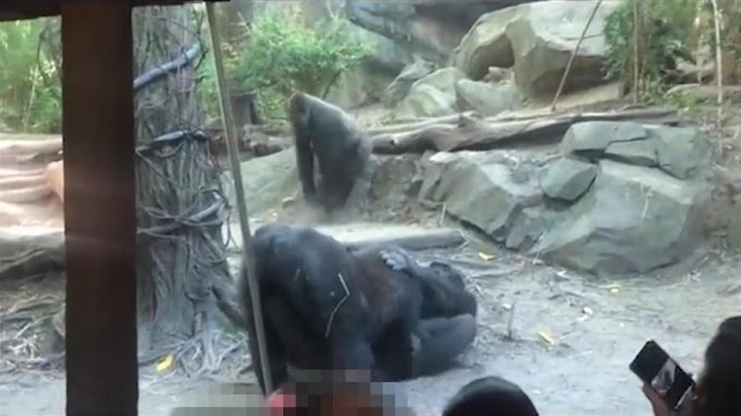 Macacos praticam sexo oral em zoológico de Nova York