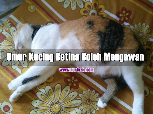 Umur Kucing Betina Boleh Mengawan