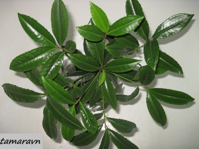 Ардизия городчатая (Ardisia crenata)