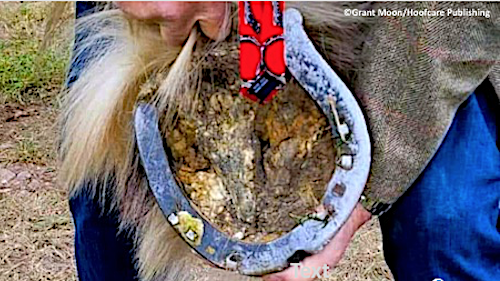 Shire horse couping shoe inspection by Grant Moon