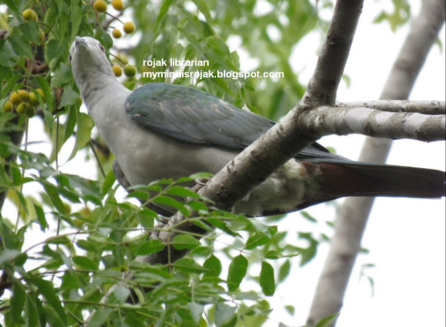 Green Imperial Pigeon in Ubin