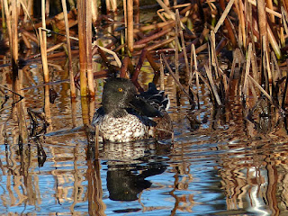 Canard souchet - Anas clypeata