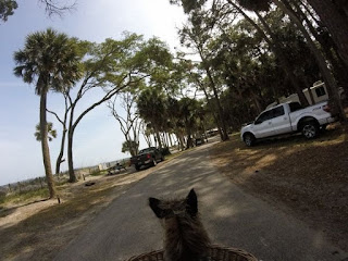 Hunting Island State Park in South Carolina riding a bicycle with Harley dog