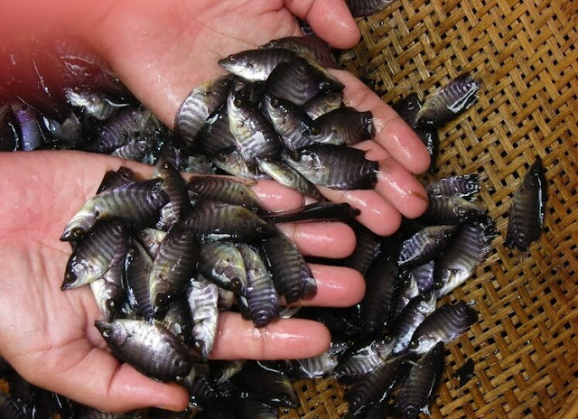 Harga Bibit Ikan Gurame