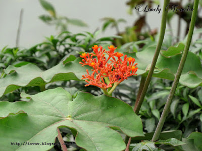 Australian bottle plant - Jatropha podagrica