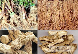 duong quy sam quy female ginseng