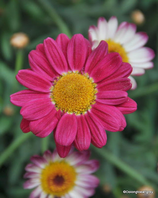 Pink Daisy