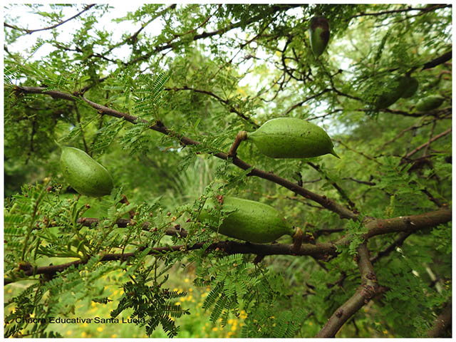 Frutos de espinillo verdes-Chacra Educativa Santa Lucía