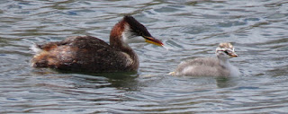 Titicaca Grebe