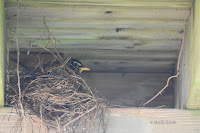 American robin on nest under a house deck – Summerside, PEI – June 21, 2017 – © Marie Smith