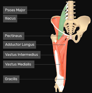Anatomi Otot Psoas Major (Iliopsoas) Manusia