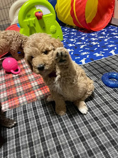 Cavapoo breeder in Arizona