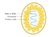 Is virus a cell ( Virus vs cell)