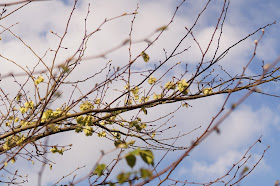 evening Norfolk countryside in April