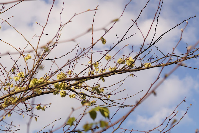 evening Norfolk countryside in April