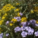 View album