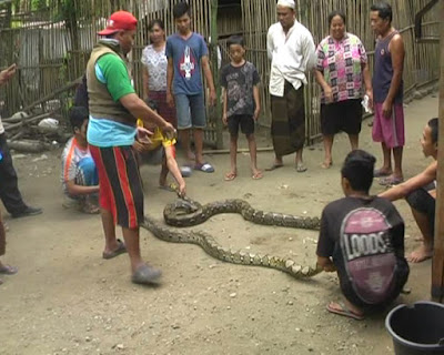 GEMPAR!!! Munculnya Ular Raksasa Memakan Manusia di Sulawesi