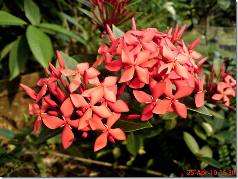 bunga siantan merah 0