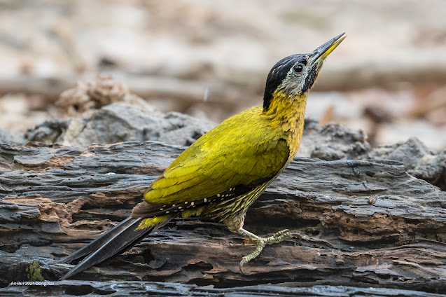 Laced Woodpecker (Gõ kiến xanh bụng vàng)