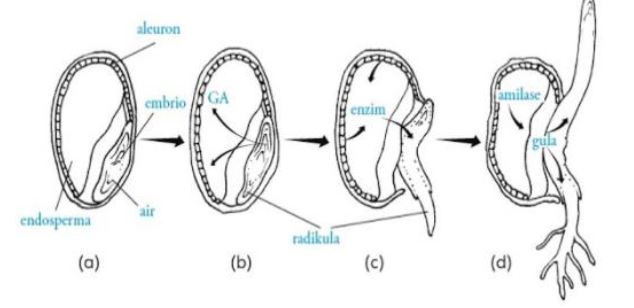 Gambar : Perkecambahan - https://www.nafiun.com