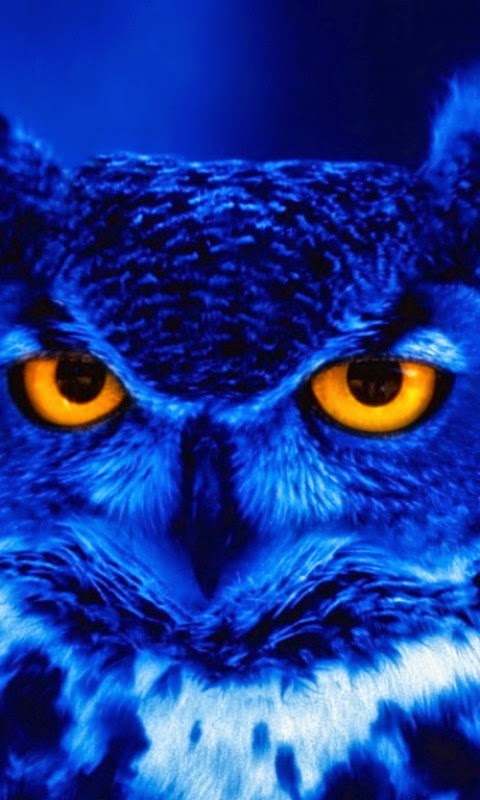 Owly says keep your eyes and ears open and your mouth closed ............ 