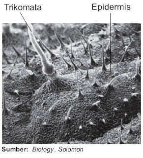  Trikomata merupakan derivat epidermis yang Pintar Pelajaran Struktur dan Fungsi Trikomata pada Tumbuhan