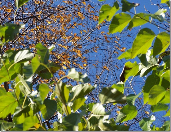 Fall 355