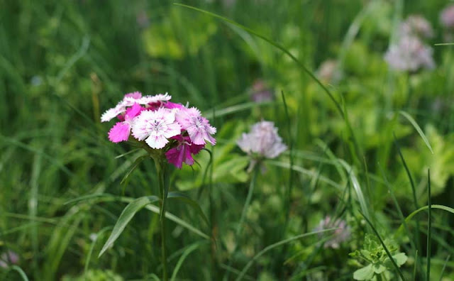 Sweet William Flowers Pictures