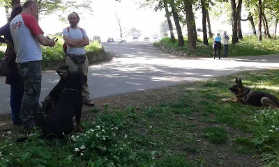 addetramento cani socializzazione